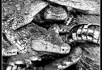 Croc-Pile_Brian-Champion
