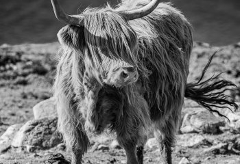Wee-Beastie_Stephen-Chapman