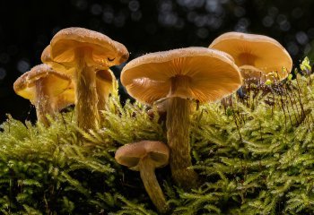 Second_Grasmere-Fungi-II_Stephen-Chapman