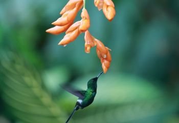 Commended_Colicerda-Verde-Humming-bird_Paul-Norris-ARPS