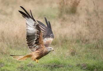 Commended_Red-Kite-Flight_Patrick-Barker-LRPS