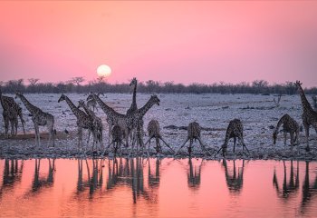 Commended_Sunset-at-the-Water-Hole_Nigel-Rogers