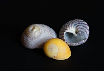 Jewels from a Scottish Shore Roger armitage