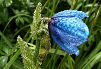 himalayan Poppy_Celia Watson