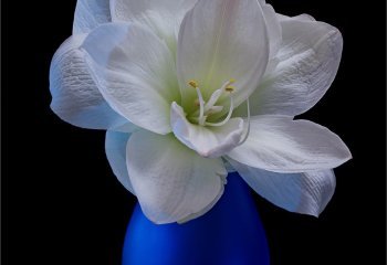 Commended_Bloom_Stephen-Chapman