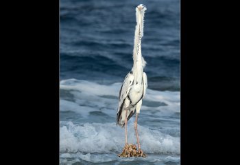 Commended_Skinny-Dipper_Martyn-Smith