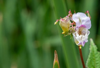 himalayan-balsam_Patrick-Barker-LRPS