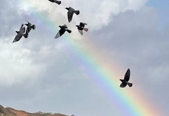 First_rainbow-flight_Errol-Taylor