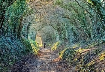Vanishing-into-the-Trees_Linda-Thomas