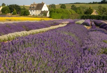 All-Alone-In-The-Lavender-Fields_Jean-Thirkettle