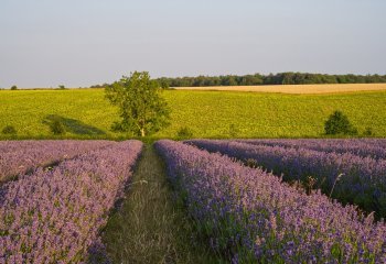 Cotswold Lavender Field - Roger Armitage