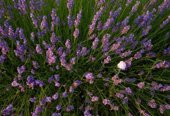 Imposter in the Crop - Roger Armitage