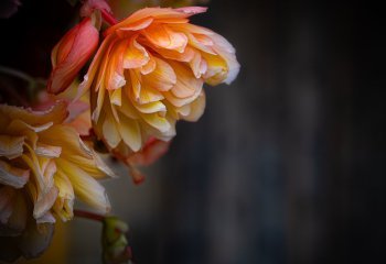 Tetbury-Market-House-Blooms_Stephen-Chapman