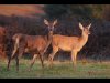 14_John Hankin_Red deer does at sunrise