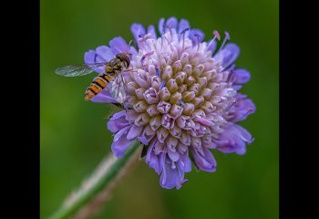 The-Pollinators-Pause-Billy-Kerr
