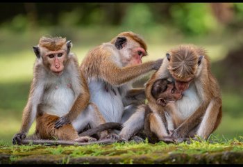 family-life-Billy-Kerr