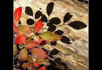 Leaf-Shadows-Fly-Brian-Champion