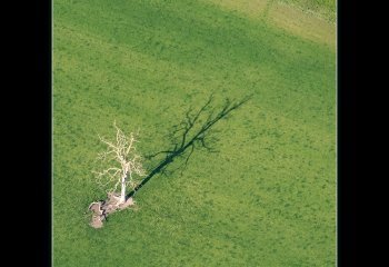 Lonely-Tree-Brian-Champion