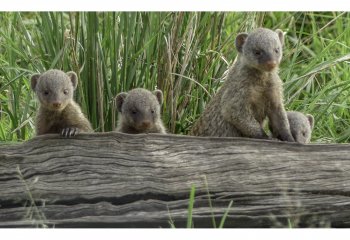 Baby-Mongoose-Kenya
