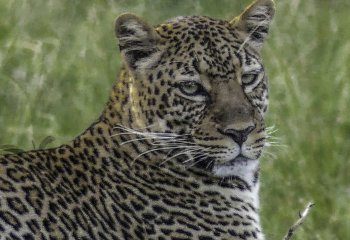 Brian-Dinnage_Cheetah-in-Kenya