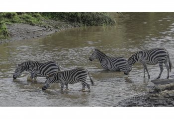 BrianDinnage_Zebras-Kenya