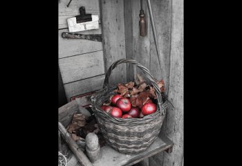 carolthorne_Rosy-Apples