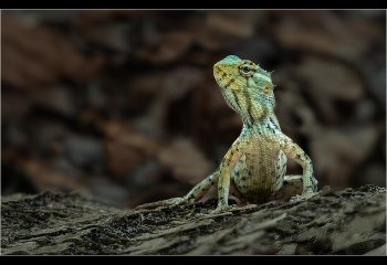 FIRST Maldivian-Gecko-Martyn-Smith