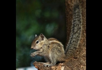 COMMENDED Indian_Palm_Squirrel-Steve-Kirby