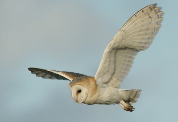Barn-Owl-Chris-Oldershaw