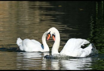 Swan-Lake-Andy-Kennedy