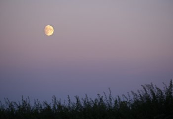 Midsummer Nights Moon Andy Kennedy