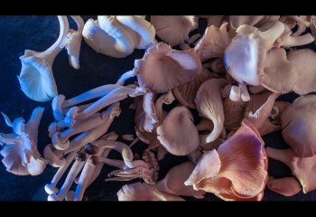 Mushrooms-Jean-Thirkettle
