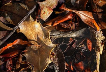 COMMENDED-John-Crew-Autumn-Leaves
