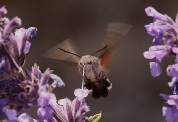 Hummingbird-moth-collecting-nectar-Paul-Norris