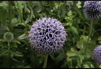 Fragile-Globe-Thistle_Katrina-Ellor