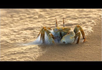 First_Maldivian-Ghost-Crab_Martyn-Smith