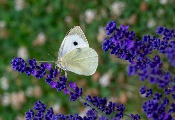 Large-White-butterfly-on-Lavender_Billy-Kerr