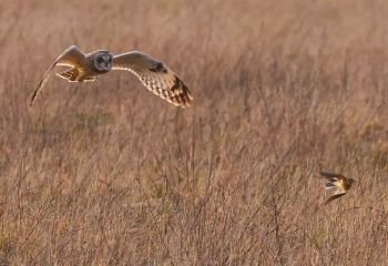 First_Not-this-time-Mr-Owl_Paul-Norris-ARPS