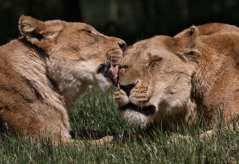 Second_Loving-Lionesses_Chris-Donohoe Second_Loving-Lionesses_Chris-Donohoe