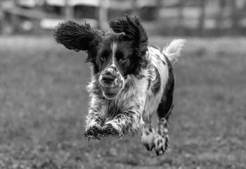 Highly-Commended_Banjo-and-Ball_bill-Lincoln Highly-Commended_Banjo-and-Ball_bill-Lincoln