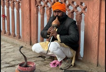 Commended_Dancing-Cobra_Daphne-Neale Commended_Dancing-Cobra_Daphne-Neale