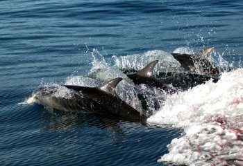 Bottle Nose dolphins_Celia Watson Bottle Nose dolphins_Celia Watson