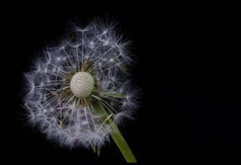 Dandelion_John-Spreadbury Dandelion_John-Spreadbury