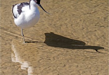 Me-and-My-Shadow_John-Crew-LRPS Me-and-My-Shadow_John-Crew-LRPS