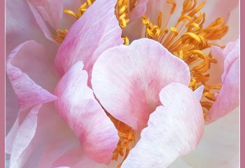 Peony-Petal-Intimacy_Brian-Champion Peony-Petal-Intimacy_Brian-Champion