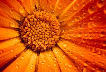 First_Drops-of-Tangerine_Ruth-Barker First_Drops-of-Tangerine_Ruth-Barker