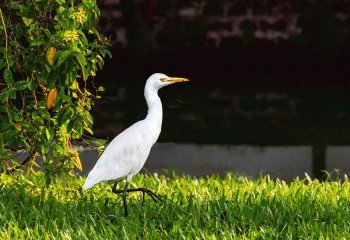 Third_Ministry-of-Silly-Walks_Steve-Kirby Third_Ministry-of-Silly-Walks_Steve-Kirby