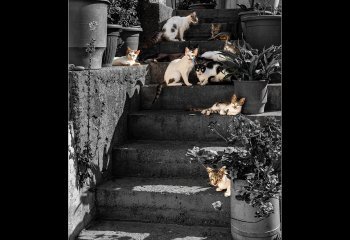 Nine-Lives_Martyn-Smith Nine-Lives_Martyn-Smith