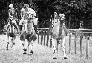 The-Robot-Camel-Jockey-Leads_Brian-Champion The-Robot-Camel-Jockey-Leads_Brian-Champion