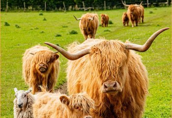 The-White-Sheep-of-the-Family_Nigel-Rogers The-White-Sheep-of-the-Family_Nigel-Rogers